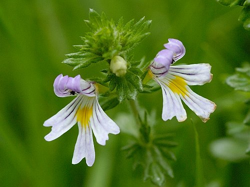 Chiết xuất Euphrasia Officinalis