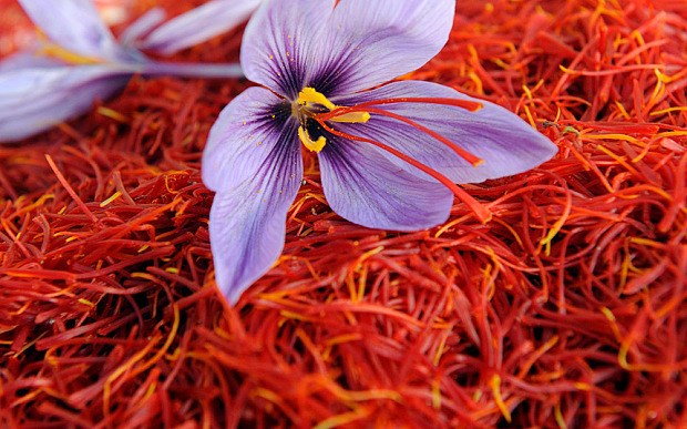 Nhụy hoa nghệ tây – “ vàng đỏ” trong giới làm đẹp            
        