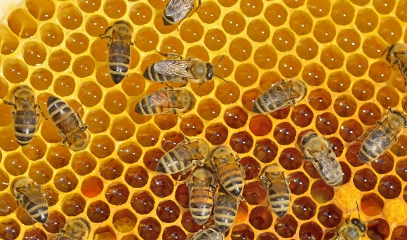Keo con ong -  viên ngọc của con ong            
        