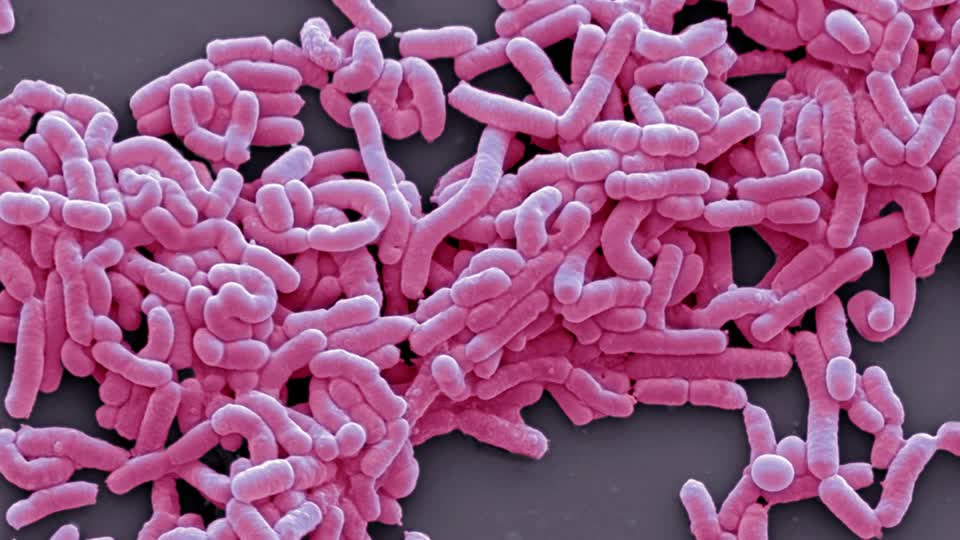 Lactobacillus acidophilus – vi khuẩn tốt cho sức khỏe            
        