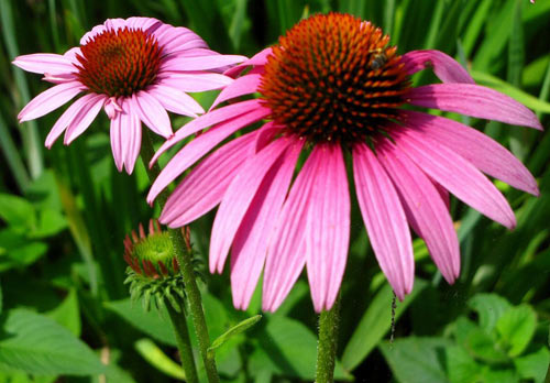 Chiết xuất cúc tím ( Echinacea extract )